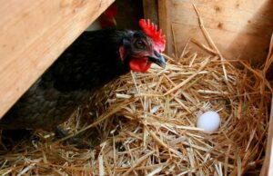 Mexicali registra el precio más alto del huevo en el país: PROFECO