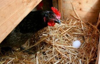 Mexicali registra el precio más alto del huevo en el país: PROFECO