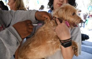 INICIA SEMANA NACIONAL DE VACUNACIÓN ANTIRRÁBICA CANINA Y FELINA 2023