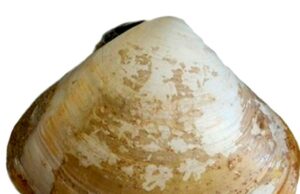 INVITA SEPESCA AL PRIMER FESTIVAL DEL DÍA ESTATAL DE LA ALMEJA PISMO