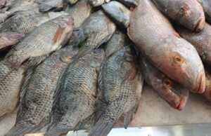 EXHORTA SEPESCA A CONSUMIR PESCADO DE BAJA CALIFORNIA EN CUARESMA