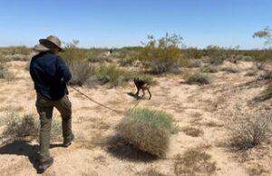 LOCALIZAN RESTOS ÓSEOS DURANTE LA BRIGADA ESTATAL DE BÚSQUEDA DE PERSONAS EN EL VALLE DE MEXICALI