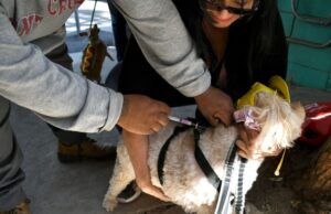 SERVICIOS GRATUITOS DE VACUNACIÓN ANTIRRÁBICA EN CENTROS DE SALUD DE LA CIUDAD, EXCLUYEN AL VALLE DE MEXICALI