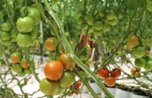 TOMATE ROJO, CHILE, PEPINO, FRESA Y CEBOLLA LAS PRINCIPALES SIEMBRAS EN LA ZONA COSTA DE BC