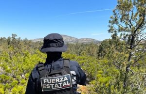 LOCALIZAN LABORATORIO DE DROGA Y PLANTÍOS DE MARIHUANA EN LA RUMOROSA