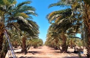 PRODUCTORES DE BC Y SLRC PARTICIPARÁN EN LA 6ª SESIÓN DEL DIPLOMADO DE PALMA DATILERA