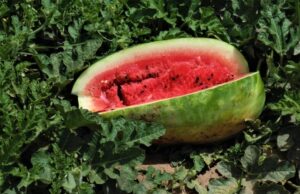 SIEMBRAN 2 MIL 131 HECTÁREAS CON HORTALIZAS DE PRIMAVERA-VERANO EN MEXICALI