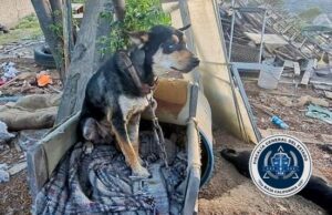 RESCATA FISCALÍA SIETE PERROS Y OTROS ANIMALES TRAS CATEO EN TECATE; HAY UN DETENIDO