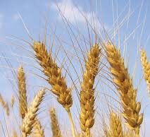 PRESUME GOBIERNO ENTREGA DE 200 PESOS DE APOYO A MÁS TRIGUEROS