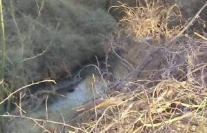 Localizan cadáver de “El Junior” en dren del Ejido Saltillo, Valle de Mexicali