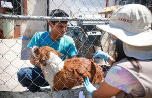 REGISTRA BC 34 MUERTES A CAUSA DE LA RICKETTSIOSIS EN EL AÑO