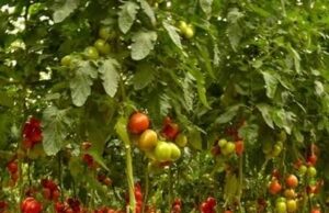 BAJA REINSCRIPCIÓN AL PROGRAMA DE APOYO DE ENERGÍA PARA EL CAMPO EN BC