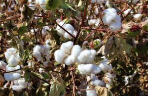 RENOVARÁN DIRIGENCIA DEL CONSEJO ESTATAL DE PRODUCTORES DE ALGODÓN DE BC, ABREN CONVOCATORIA