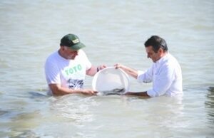 LA COMUNIDAD CIMARRONA LIBERÓ SETENTA MIL TOTOABAS EN EL GOLFO DE CALIFORNIA