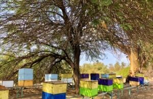 LANZAN LA CONVOCATORIA 2023-2024 DEL CONCURSO NACIONAL DE DIBUJO INFANTIL “LAS ABEJAS Y SU ENTORNO”