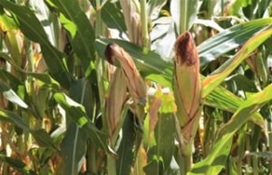 PUBLICAN CONVOCATORIA DEL PROGRAMA DE FERTILIZANTES 2023