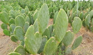 Destinarán 1.1 MDP para apoyar proyectos nopaleros en comunidades indígenas de BC