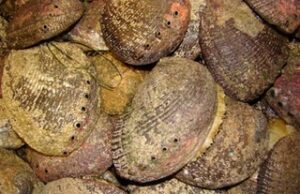 INICIÓ TEMPORADA DE ABULÓN EN BC