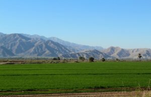 FUERON SEMBRADAS 30 MIL HECTÁREAS DE TRIGO, 9 MIL MENOS A LAS PROGRAMADAS