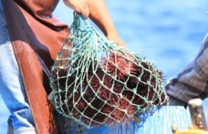 INICIÓ LA VEDA DE ERIZO ROJO EN MARES DE BAJA CALIFORNIA