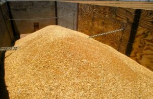 VA PRODUCCIÓN DE TRIGO EN 131 MIL TONELADAS, CON EL 62% DE COSECHA EN EL VALLE DE MEXICALI