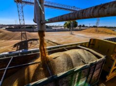TRIGUEROS DE MEXICALI PREFIEREN PRODUCIR CEREAL CRISTALINO PARA LA ELABORACIÓN DE PASTAS: GOBIERNO