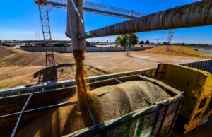 TRIGUEROS DE MEXICALI PREFIEREN PRODUCIR CEREAL CRISTALINO PARA LA ELABORACIÓN DE PASTAS: GOBIERNO