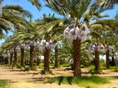 CAPACITAN A PRODUCTORES DE DÁTIL, SOBRE COMERCIALIZACIÓN EN EL MERCADO INTERNACIONAL