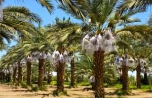 CAPACITAN A PRODUCTORES DE DÁTIL, SOBRE COMERCIALIZACIÓN EN EL MERCADO INTERNACIONAL