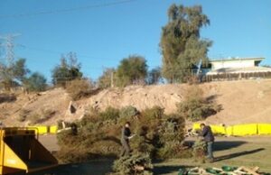 RECICLA TU PINO NAVIDEÑO Y AYUDA AL AMBIENTE
