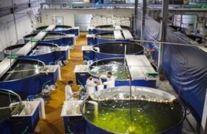 Reconoce la UABC avances legislativos en torno al comercio sustentable de totoaba